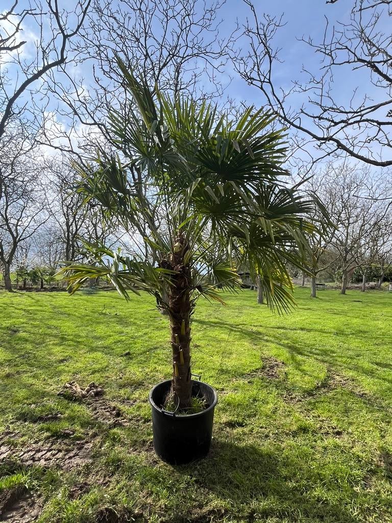 Palmboom palmbomen Trachycarpus Fortunei, Tuin en Terras, Planten | Bomen, Ophalen, Palmboom