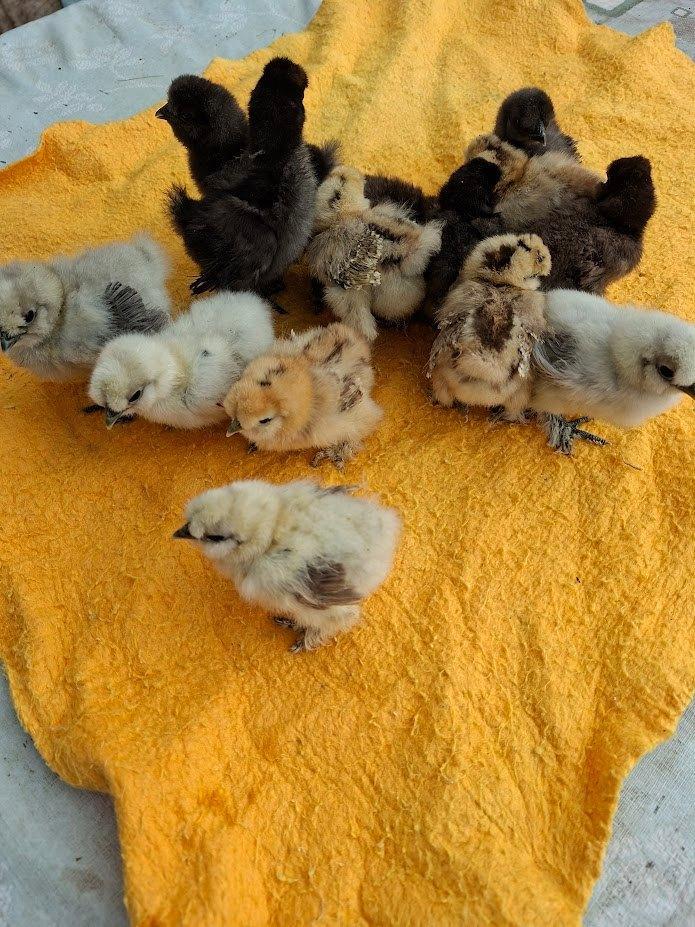 poulet des États-Unis Silkfowl, Animaux & Accessoires, Volatiles, Poule ou poulet, Sexe inconnu