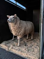 Jonge ooien, Femelle, Mouton, 0 à 2 ans