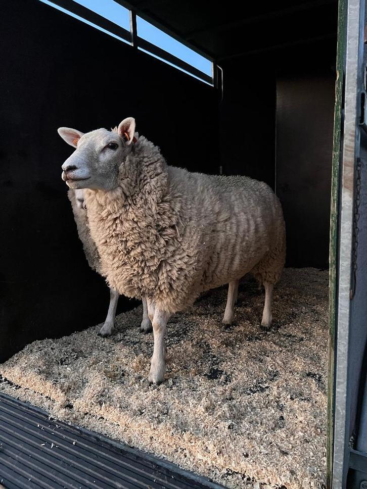 Jonge ooien, Animaux & Accessoires, Moutons, Chèvres & Cochons, Mouton, Femelle, 0 à 2 ans