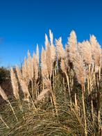 Pampas, Maison & Meubles, Accessoires pour la Maison | Fleurs séchées, Enlèvement, Comme neuf