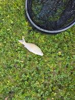 Poissons, Poisson(s) rouge(s)