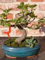 Pomme bonsaï de petite taille, Enlèvement