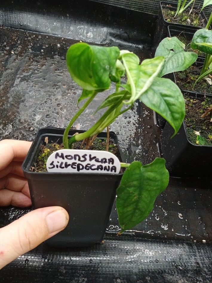 monstera siltepecana, Huis en Inrichting, Kamerplanten, Overige soorten, Minder dan 100 cm, Groene kamerplant, Halfschaduw, In pot