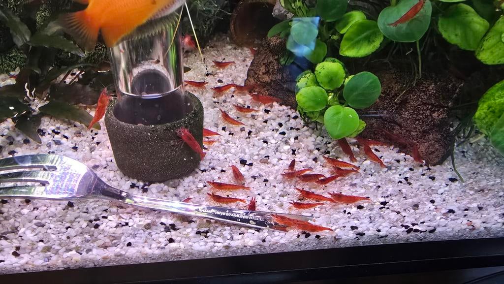 Rode Garnalen, Dieren en Toebehoren, Vissen | Aquariumvissen