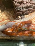 Korenslangen en terrarium (+ inhoud), Dieren en Toebehoren, Slang, Met terrarium, 0 tot 2 jaar