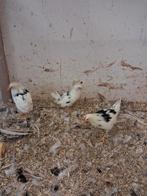 3 bonte leghorn kuikens, Dieren en Toebehoren, Pluimvee