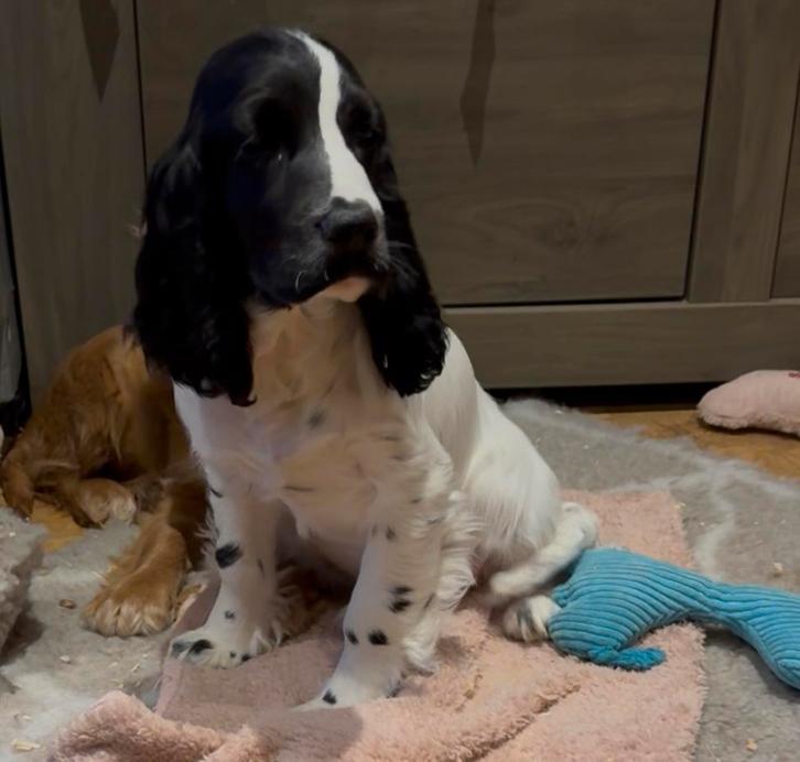 Engelse cocker puppy teefje, Animaux & Accessoires, Chiens | Retrievers, Épagneuls & Chiens d'eau, Chienne, Épagneul, Éleveur | Professionnel