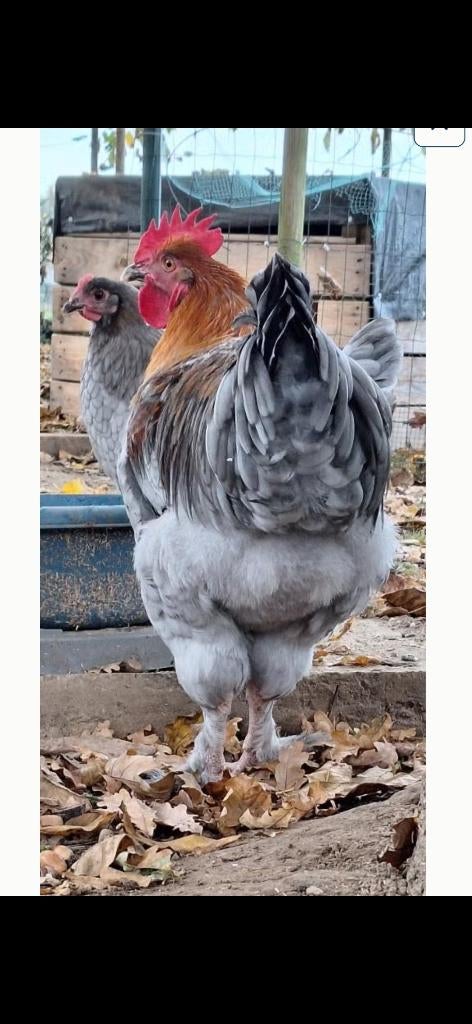 Marans haan/marans toom