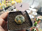 astrophytum asterias varigated, Huis en Inrichting, Kamerplanten, Ophalen, Minder dan 100 cm, In pot, Cactus
