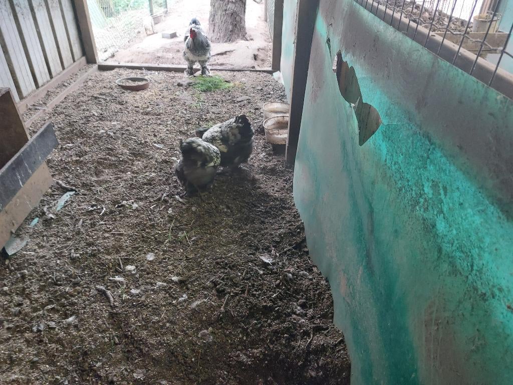 Broedeieren brahma, Sexe inconnu, Poule ou poulet