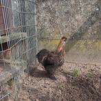 Haan zijdehoender, Dieren en Toebehoren, Mannelijk, Kip