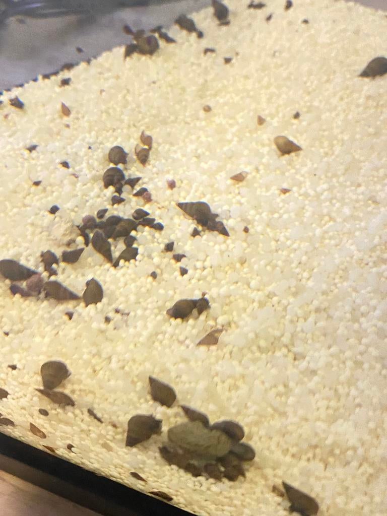 Escargots, Animaux & Accessoires, Poissons | Poissons d'aquarium, Poisson d'eau douce, Escargot ou Mollusque