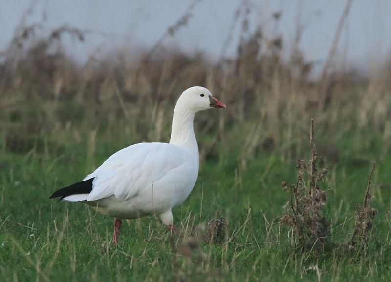 Rossgans, Dieren en Toebehoren, Mannelijk, Gans of Zwaan