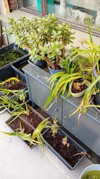 graslelie, crassula te koop, Vetplant, In pot, Minder dan 100 cm, Groene kamerplant