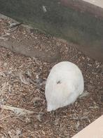 Europese mannelijke kwartel, Dieren en Toebehoren, Pluimvee, Mannelijk, Overige soorten