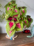 Siernetel met pot, Huis en Inrichting, Kamerplanten, Ophalen