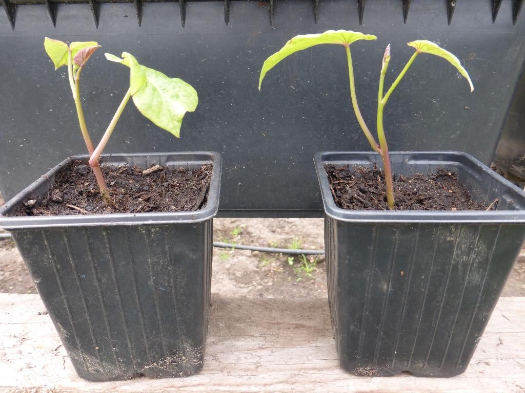 ZOETE AARDAPPEL, Ophalen