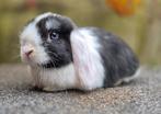 MINILOP RAM, Dieren en Toebehoren, Konijnen, Mannelijk, Klein, Hangoor, 0 tot 2 jaar