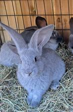 Duitse reuzen rammetjes in blue marter en wild marter, Dieren en Toebehoren, Konijnen, Mannelijk, Groot, 0 tot 2 jaar