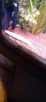 Polypterus senegalus albino, Dieren en Toebehoren