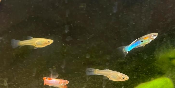 Endler Guppy, Animaux & Accessoires, Poissons | Aquariums & Accessoires, Enlèvement