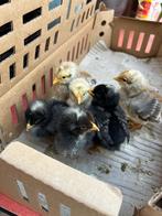 Paaskuikens, Plusieurs animaux, Poule ou poulet