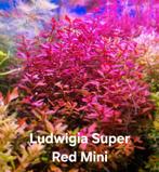 Plantes Aquatiques, Enlèvement ou Envoi