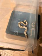 Haakneus man artic conda