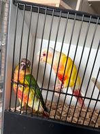 Pyrrhrua Lutino koppel, Dieren en Toebehoren, Mannelijk, Papegaai