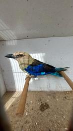 Blauwbuikscharrelaar man, Dieren en Toebehoren, Vogels | Overige Vogels, Mannelijk, Tropenvogel, Geringd