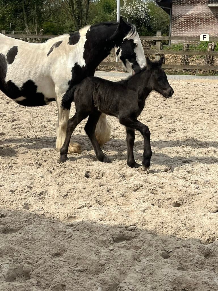 Veulen merrie, Dieren en Toebehoren, Merrie, Gechipt, 0 tot 2 jaar