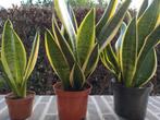 Sanseveria, Tuin en Terras, Planten | Tuinplanten, Ophalen