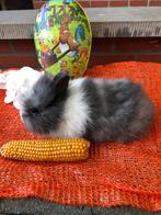 Konijn fluffy dwergkonijn teddy dwergkonijnen