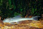 L 123, the cute pleco, Dieren en Toebehoren, Vis, Zoetwatervis