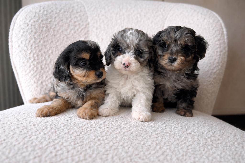 Mooie cavapoo pups (Cavalier x dwergpoedel), Dieren en Toebehoren, Poedel, Parvo, België, 8 tot 15 weken