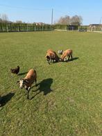 2 kameroen bokjes, Dieren en Toebehoren, Mannelijk, Schaap, 0 tot 2 jaar