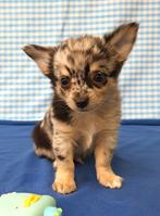 Chiots Chihuahua super mignons !, 15 semaines à 1 an, Étranger, Hépatite contagieuse (maladie de Rubarth), Plusieurs animaux