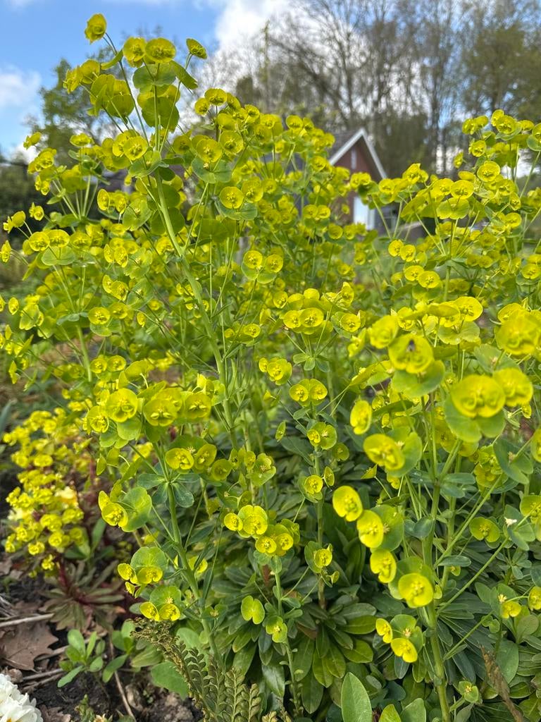 Amandelswolfsmelk, Tuin en Terras, Ophalen