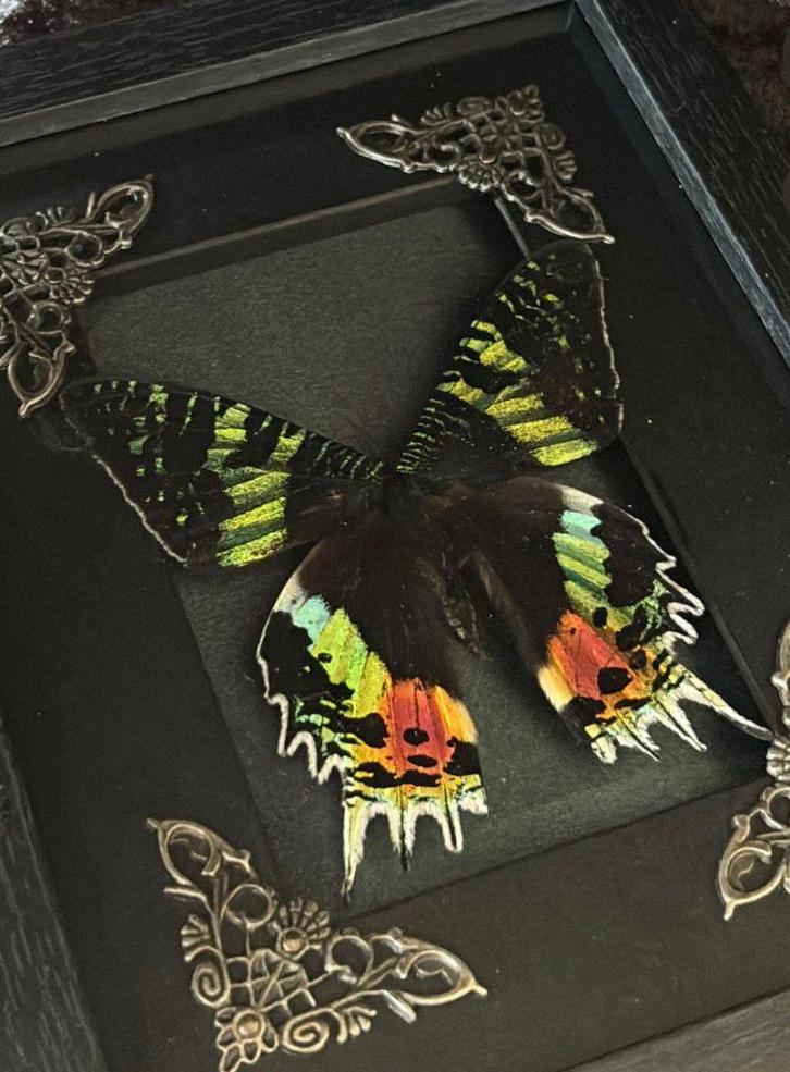 Ingelijste Madagaskarse Nachtvlinder, Verzamelen, Dierenverzamelingen, Nieuw, Opgezet dier, Insect, Ophalen of Verzenden