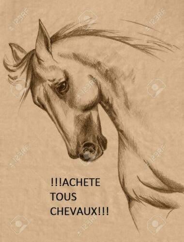 Achat de tous types de chevaux, Animaux & Accessoires