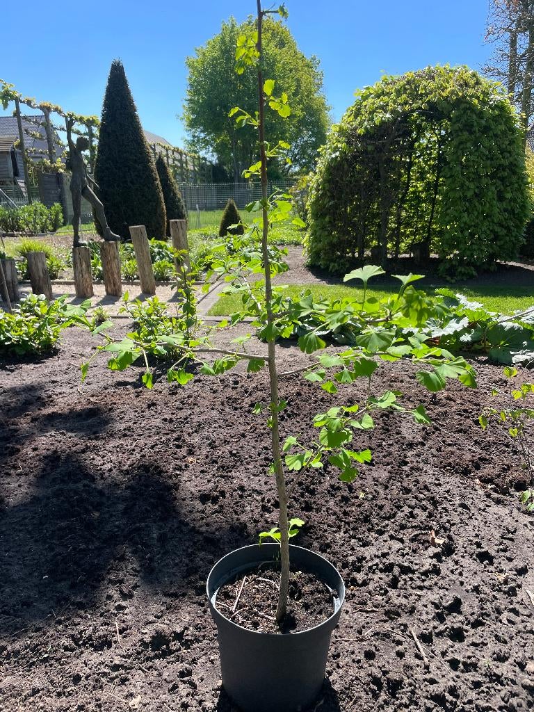 Ginkgo biloba, Tuin en Terras, Planten | Bomen, Overige soorten, Lente, 100 tot 250 cm, Ophalen