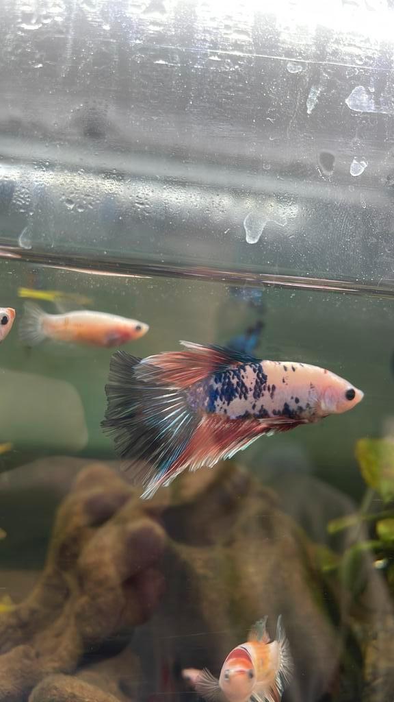 Mannelijke betta, Dieren en Toebehoren, Vissen | Aquariumvissen, Zoetwatervis, Vis