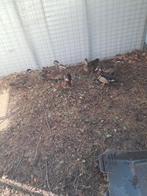 carolina eenden, Dieren en Toebehoren, Vogels | Overige Vogels, Meerdere dieren, Wildzangvogel