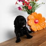 Leuke Cavapoo pup beschikbaar ( cavalier x toy poedel), Dieren en Toebehoren, Poedel, Parvo, België, 8 tot 15 weken