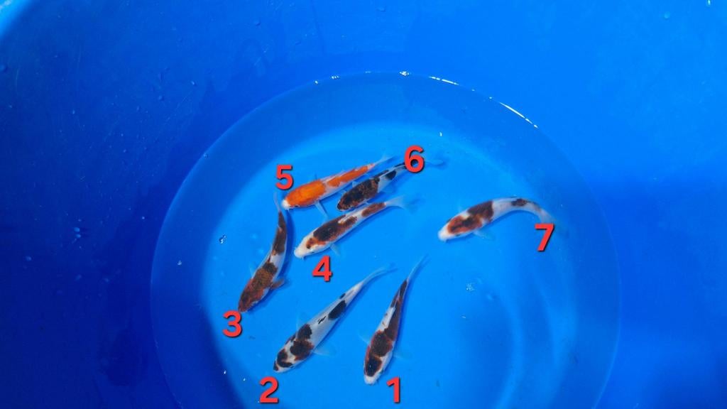 Goromo, goshiki van de kweker Otsuka, Karper of Koi