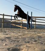 Entier 2ans-KWPN-Lanto Hbc-Obstacle-Dressage-Elevage, Avec pedigree, L, 160 à 165 cm, Étalon