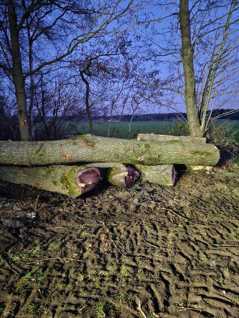 Brandhout op stam, Tuin en Terras, Brandhout, 6 m³ of meer, Ophalen, Overige houtsoorten, Stammen
