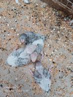 Grasparkieten baby voor handopfok, Dieren en Toebehoren, Parkiet, Tam