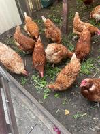 Bruine legkippen, Dieren en Toebehoren, Pluimvee